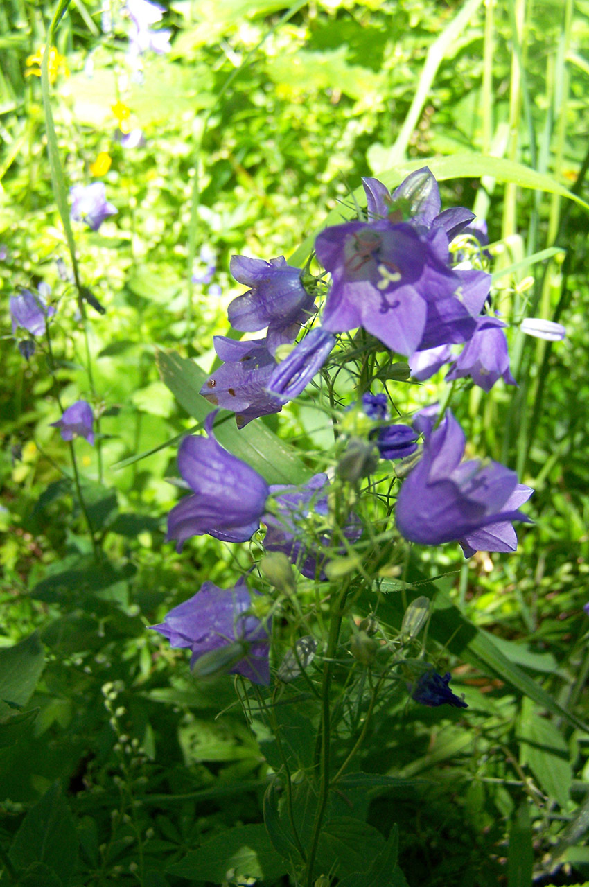 Campanules fleur violette