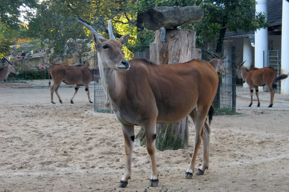 Une autre antilope