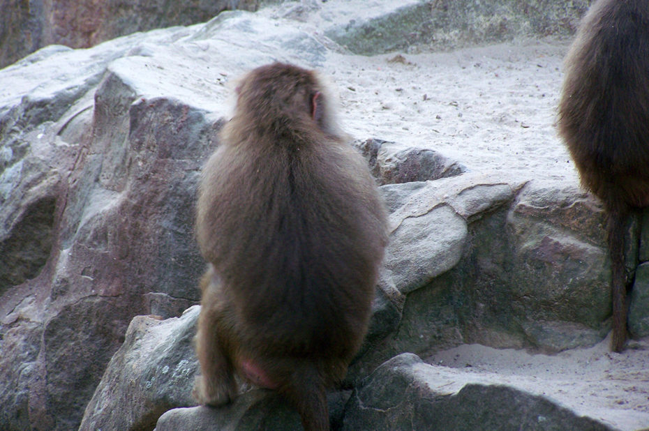 Le petit singe tente de s'intégrer