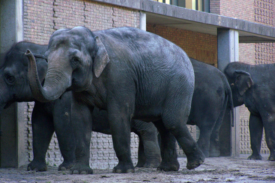 Les éléphants rentrent pour manger