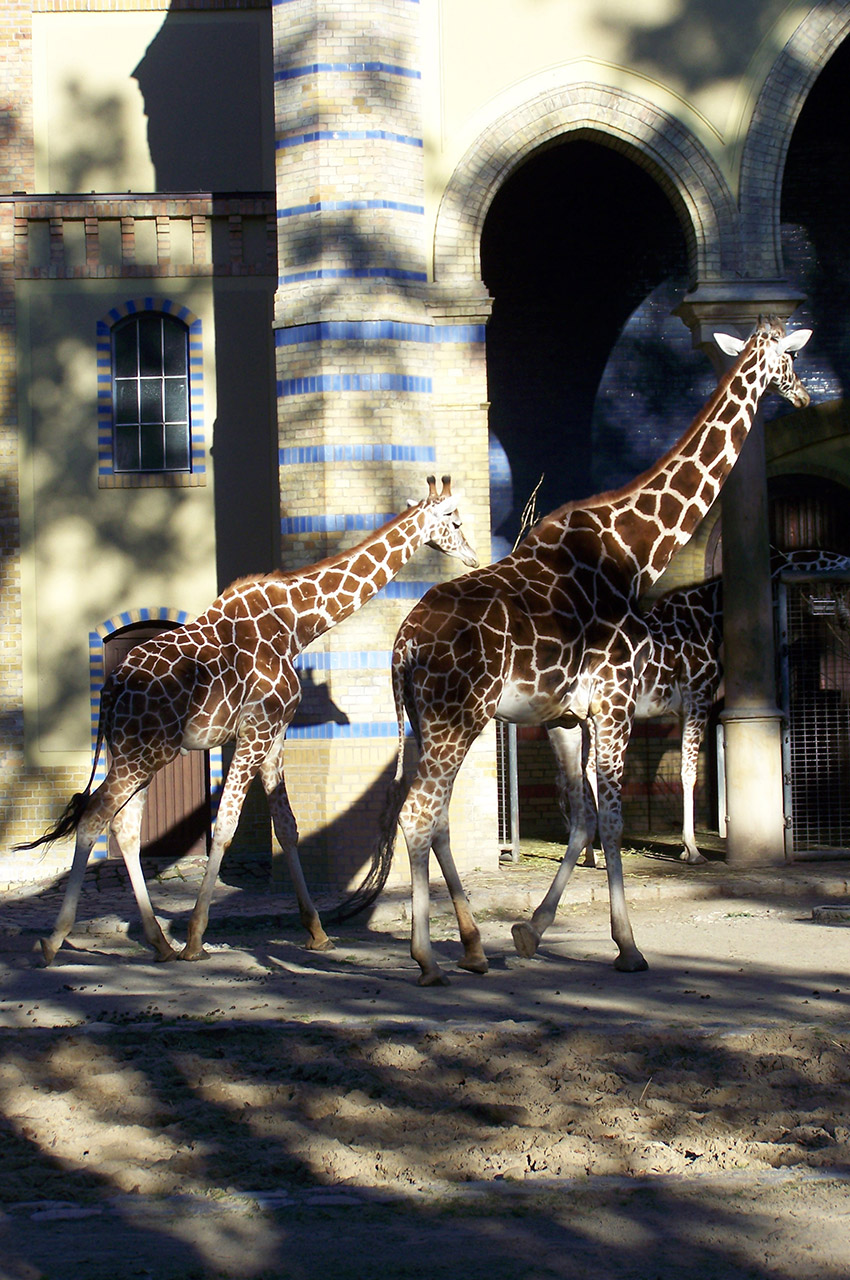 L'enclos des girafes