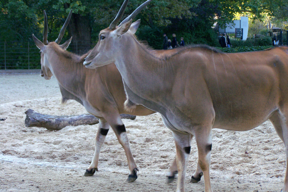 Dans la famille antilope