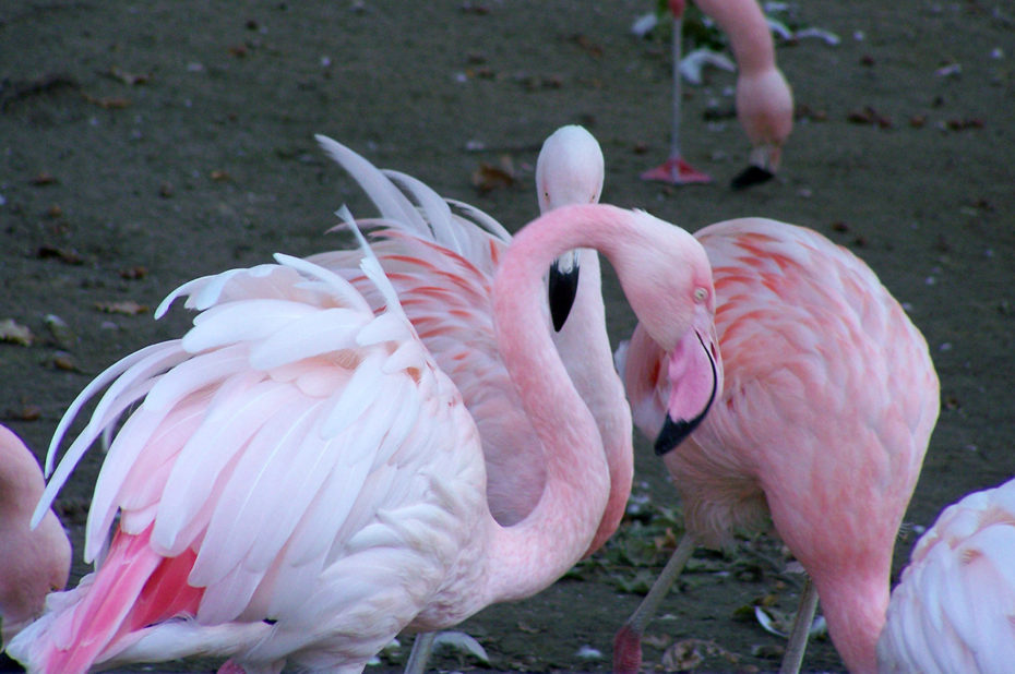 Flamands roses