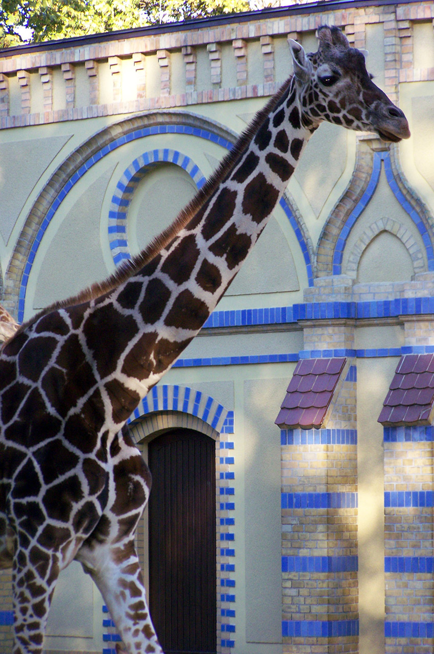 Grâce à son cou, la girafe peut atteindre 5,5 m