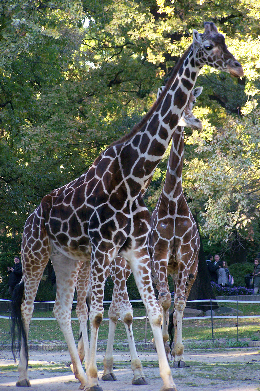 2 girafes au zoo de Berlin