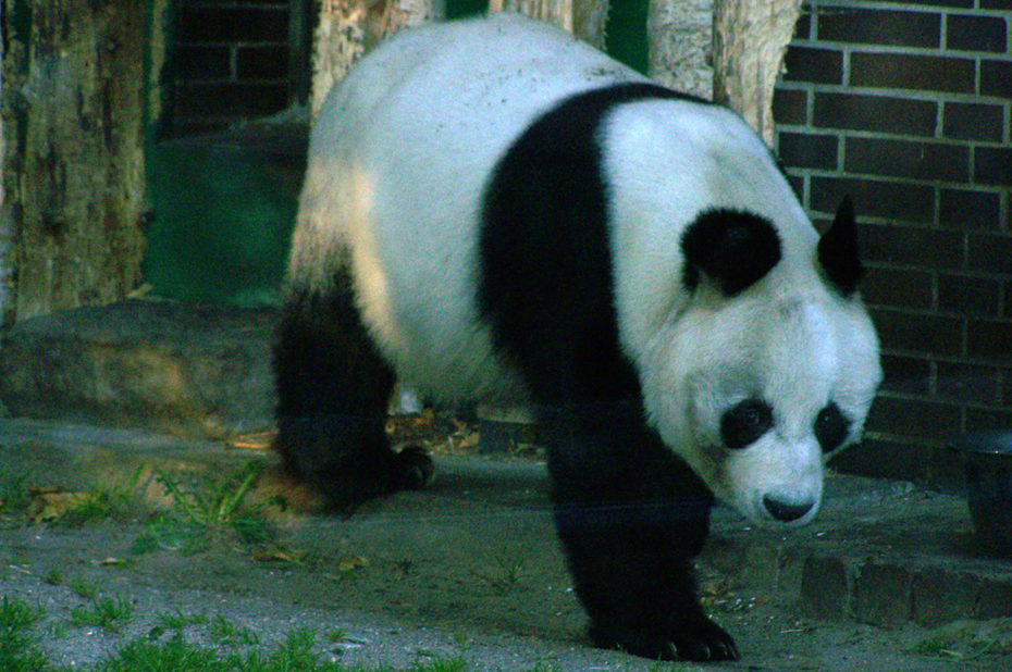 Le grand panda dans sa démarche majestueuse