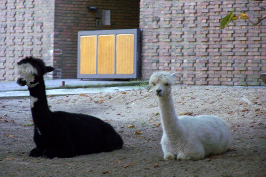 Des lamas, un noir et un blanc