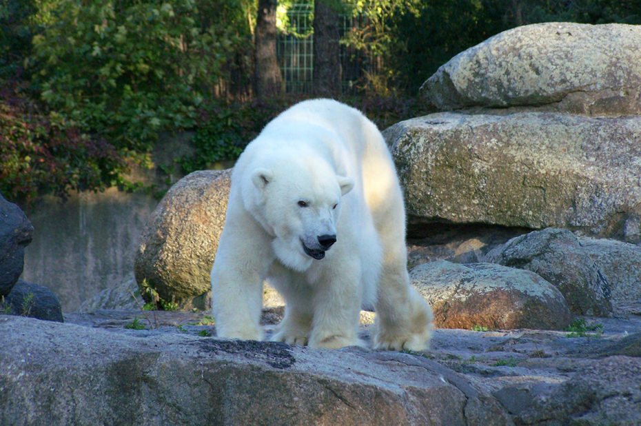 Un magnifique ours blanc