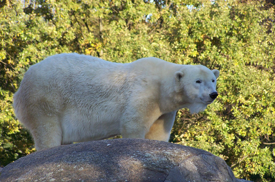 L'ours blanc attend son repas