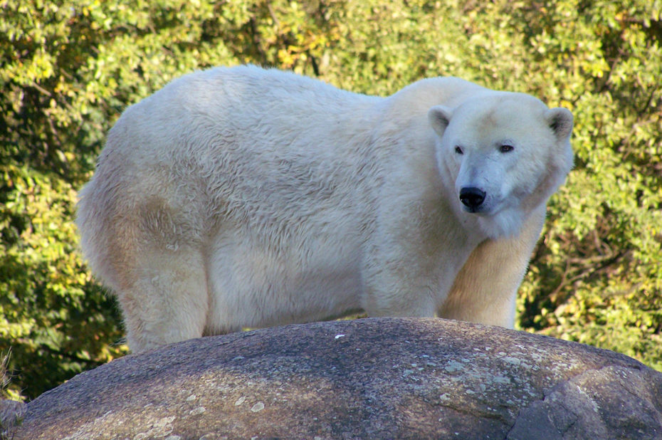 Ours blanc au zoo de Berlin