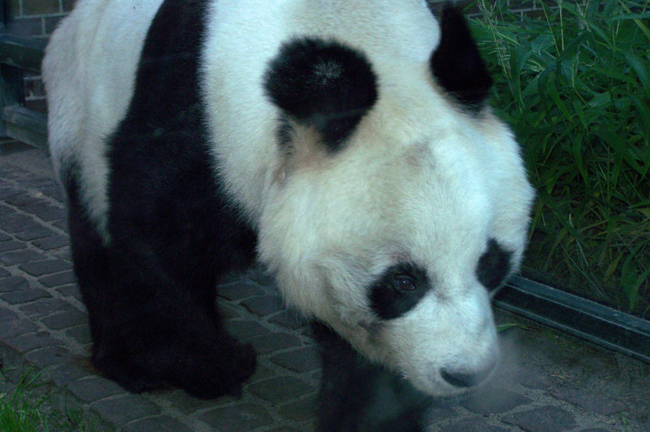 Le grand panda, espèce menacée