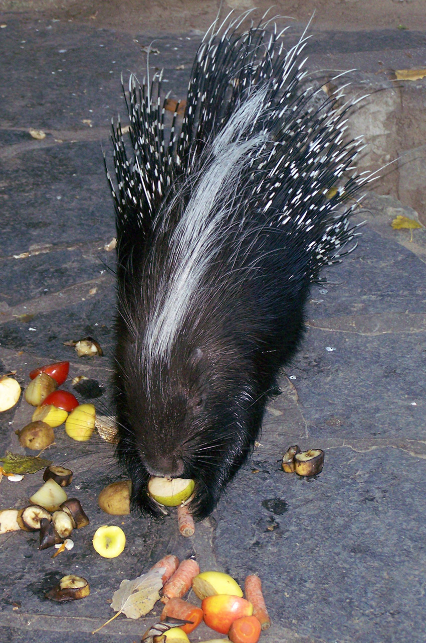 Un porc-épic mange des fruits et des légumes