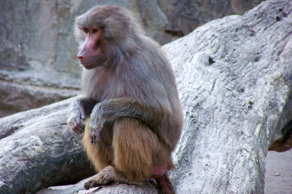 Un singe de la famille des babouins