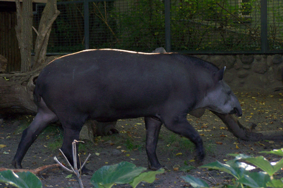 Un tapir