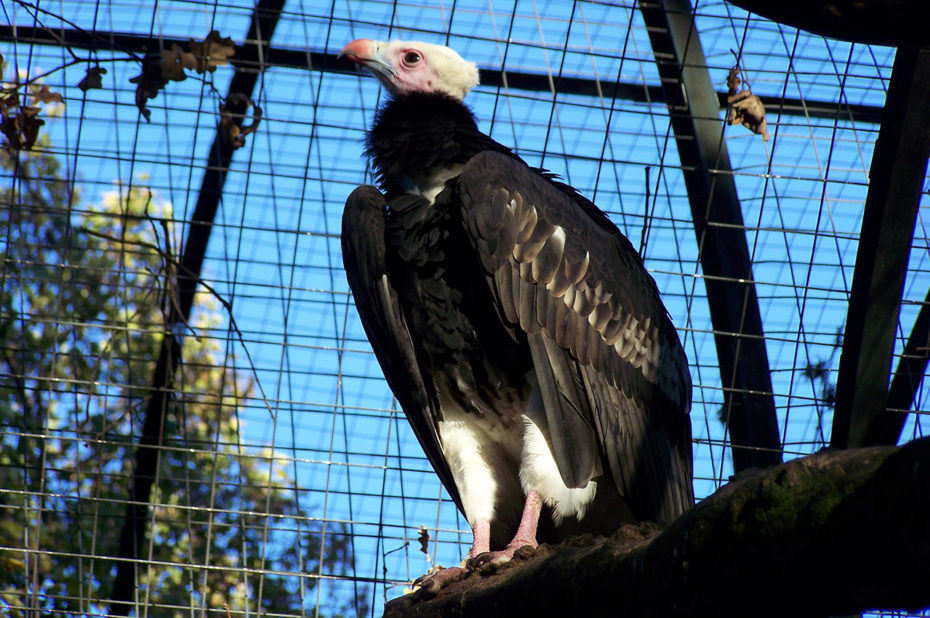 Un vautour