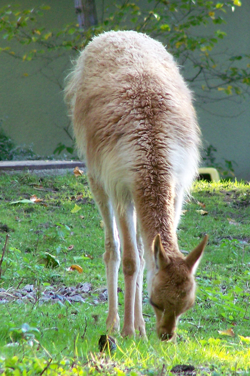 Une vigogne