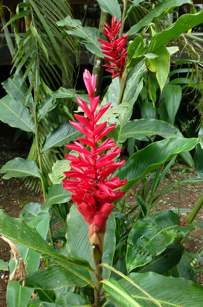 Le gingembre rouge, commun au Costa Rica