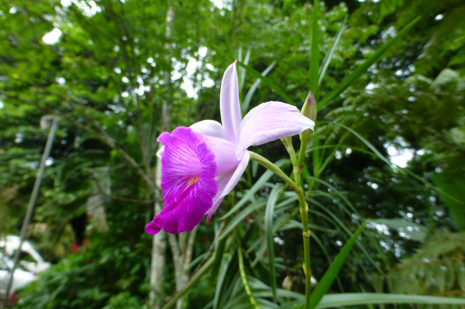 Une orchidée Guaria Morada (fleur)