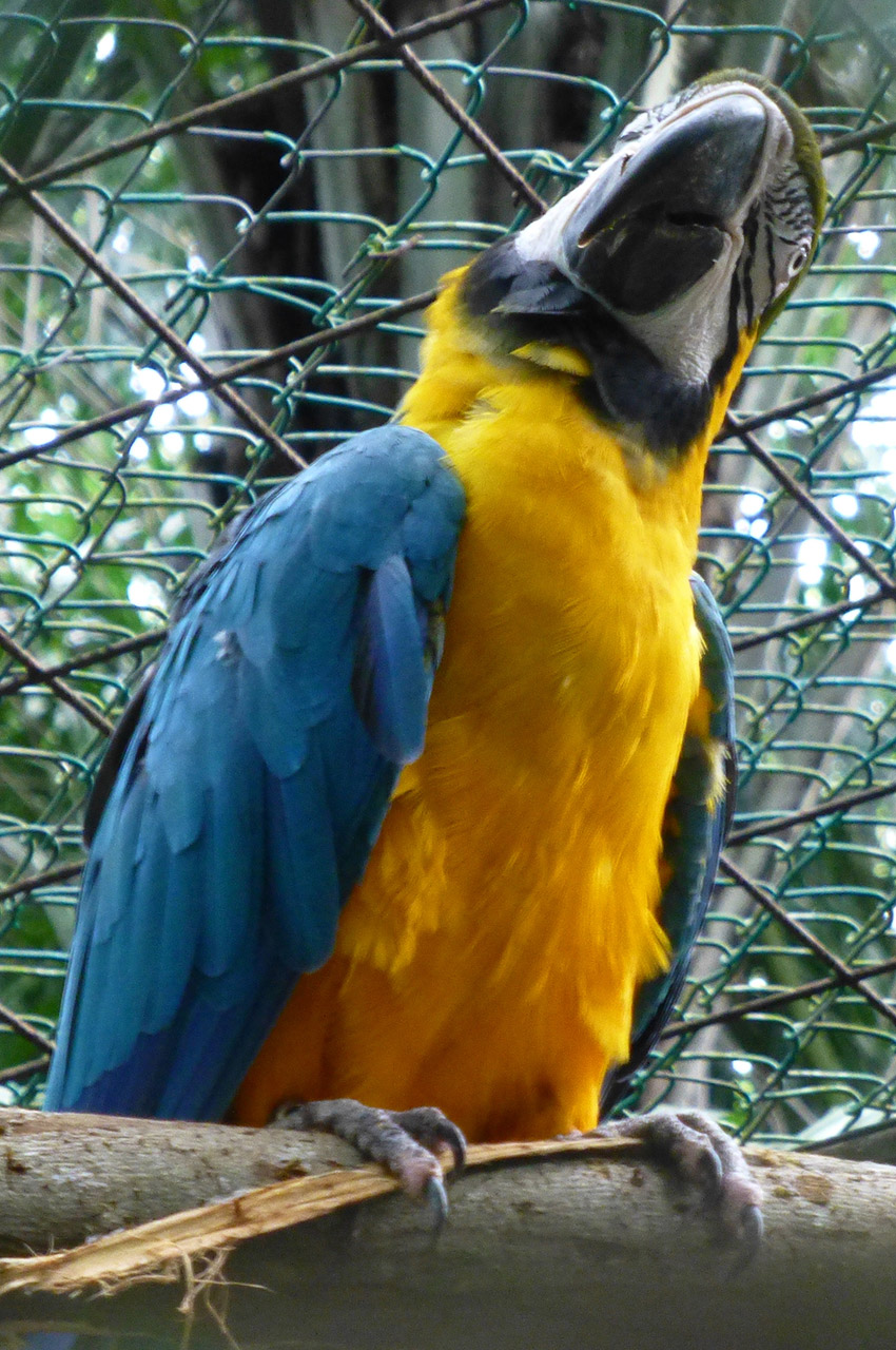 Un ara bleu, bicolore jaune et bleu