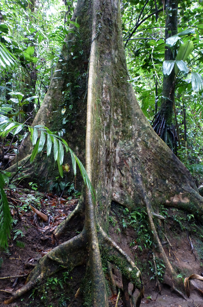Le ceiba pentandra et ses racines de contrefort