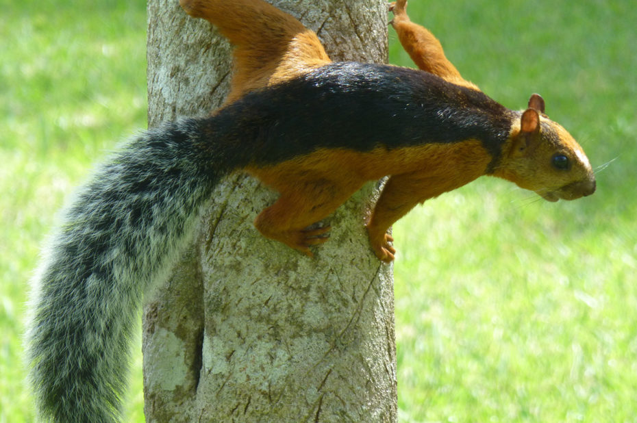 Un écureuil panaché du Costa Rica