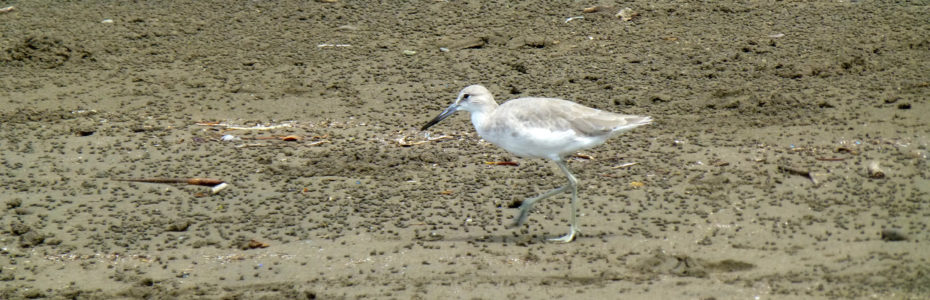 Magnifique oiseau blanc sur Playa Tambor