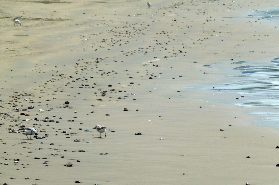 Des oiseaux cherchent de la nourriture apportée par l'océan