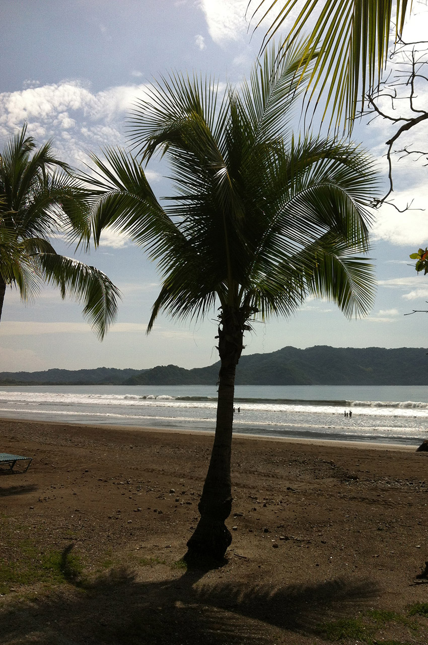 Palmiers sur la plage de sable gris