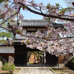 Cerisier devant la porte du château de Tsuchiura
