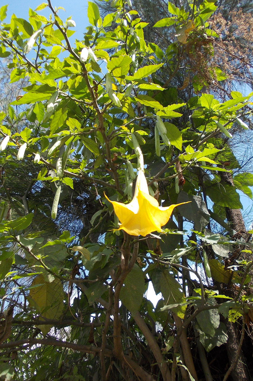 Une fleur jaune de datura
