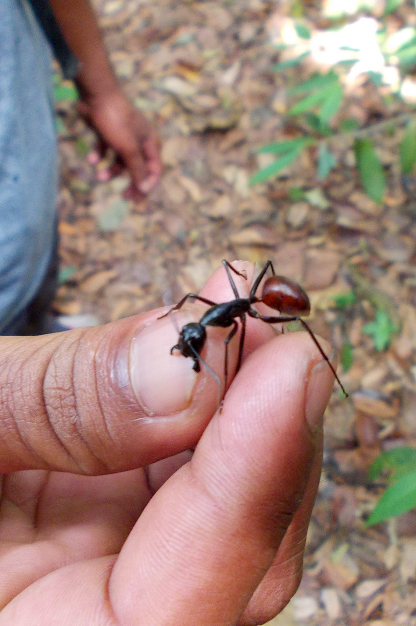 Une fourmi de grande taille