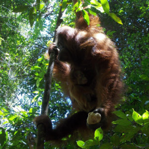 Un orang-outan accroché à une branche