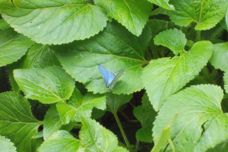Un papillon bleu