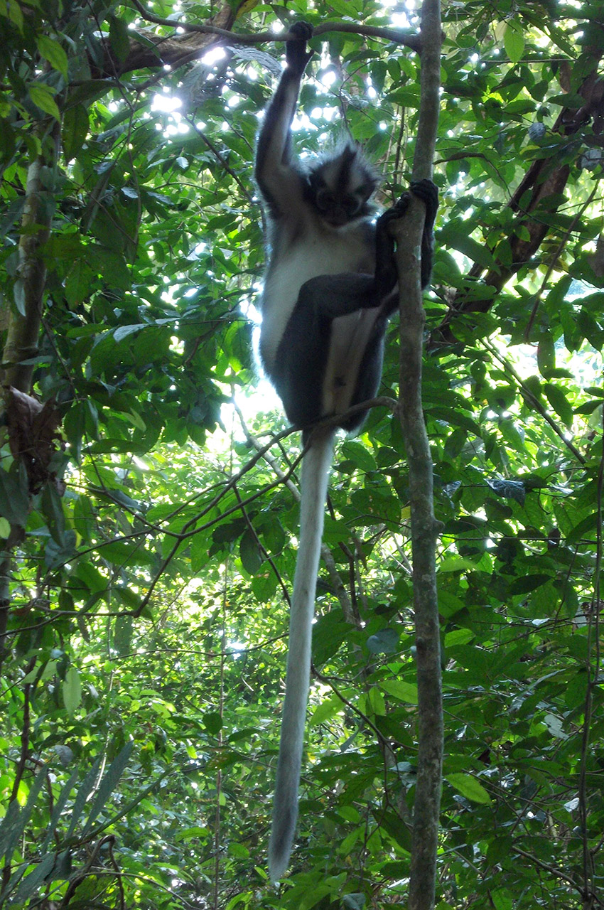 Un Thomas Leaf Monkey, singe endémique de Sumatra