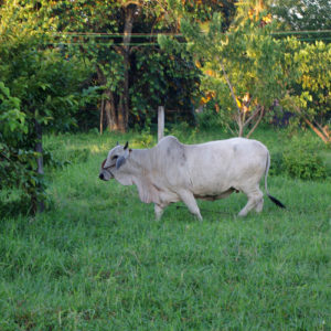 Une vache philippine dans un pré