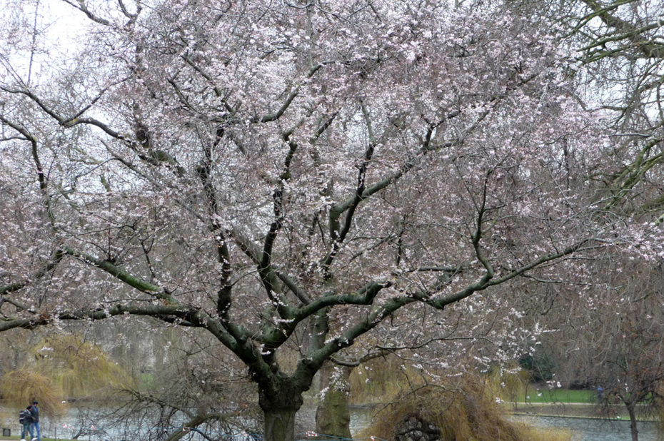 Arbre en fleurs dans Saint James Park