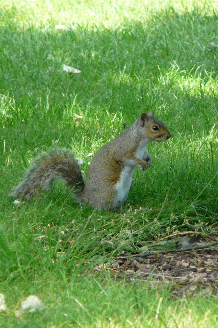 Un écureuil à Saint James Park