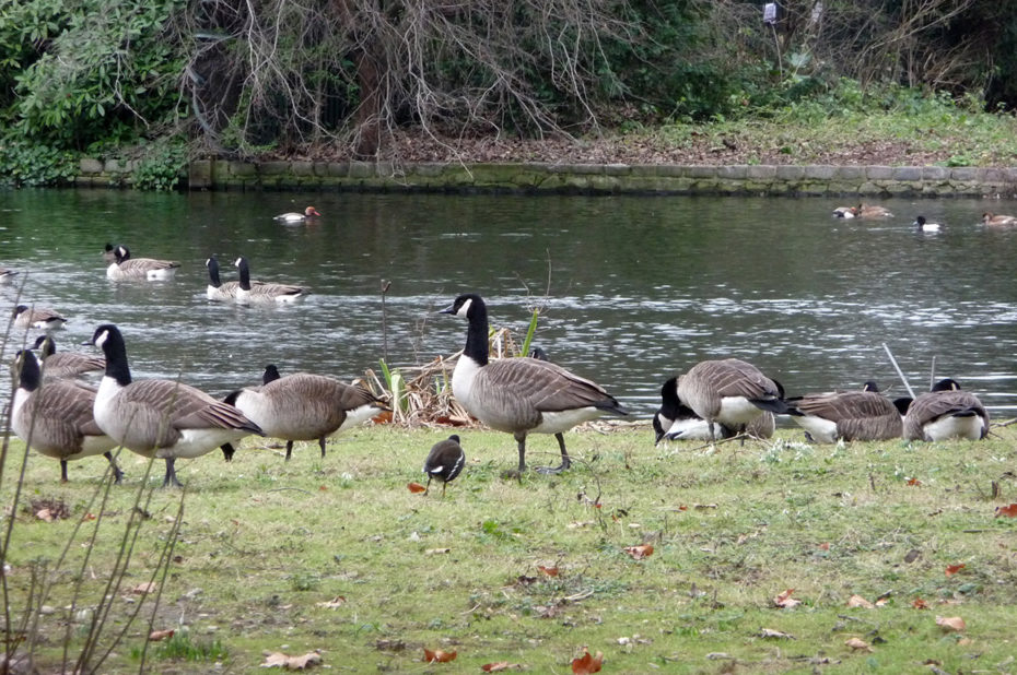 Des oies à Saint James Park