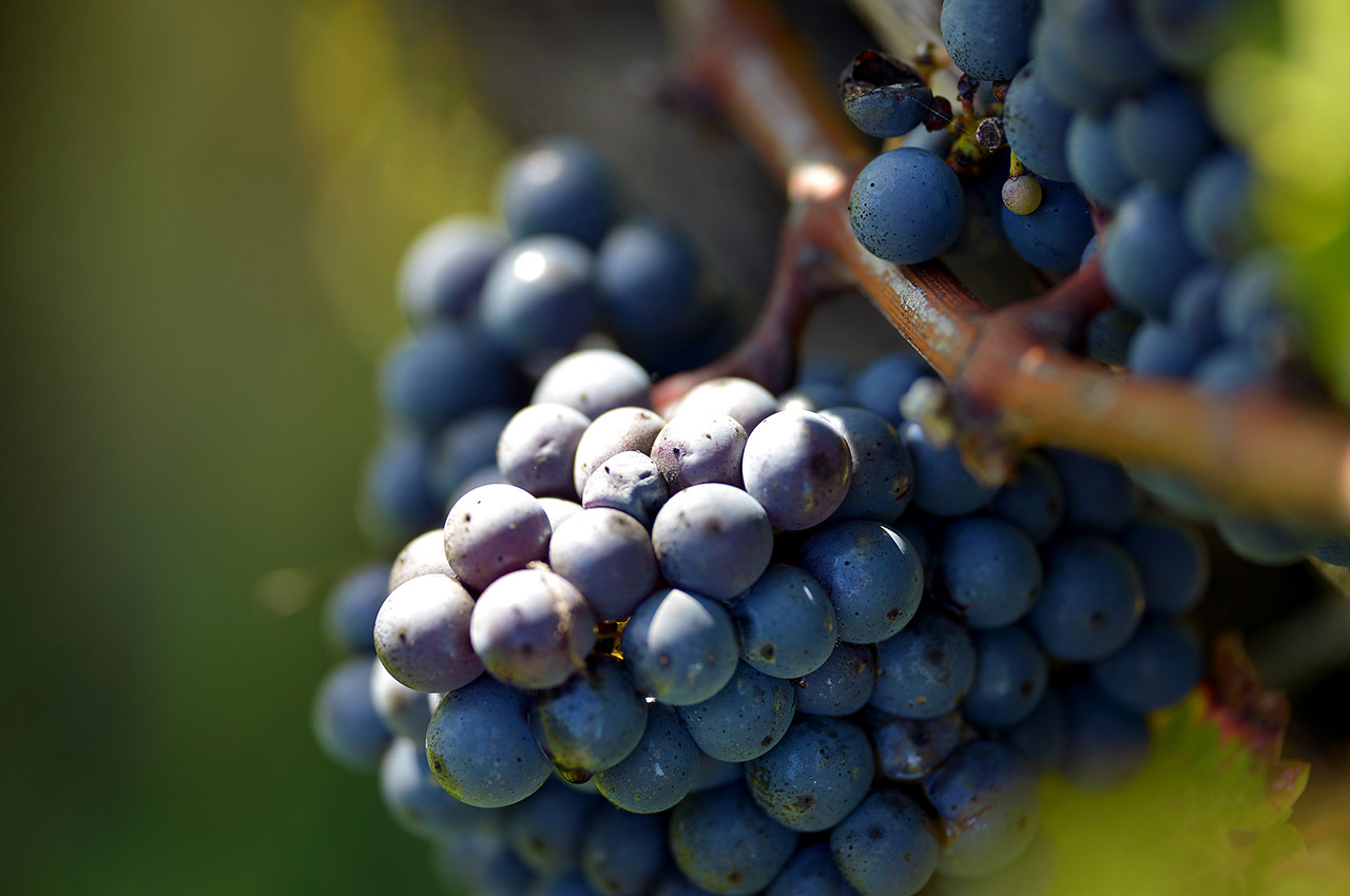 Grappe de raisin dans le vignoble de Blaye Côtes des Bordeaux