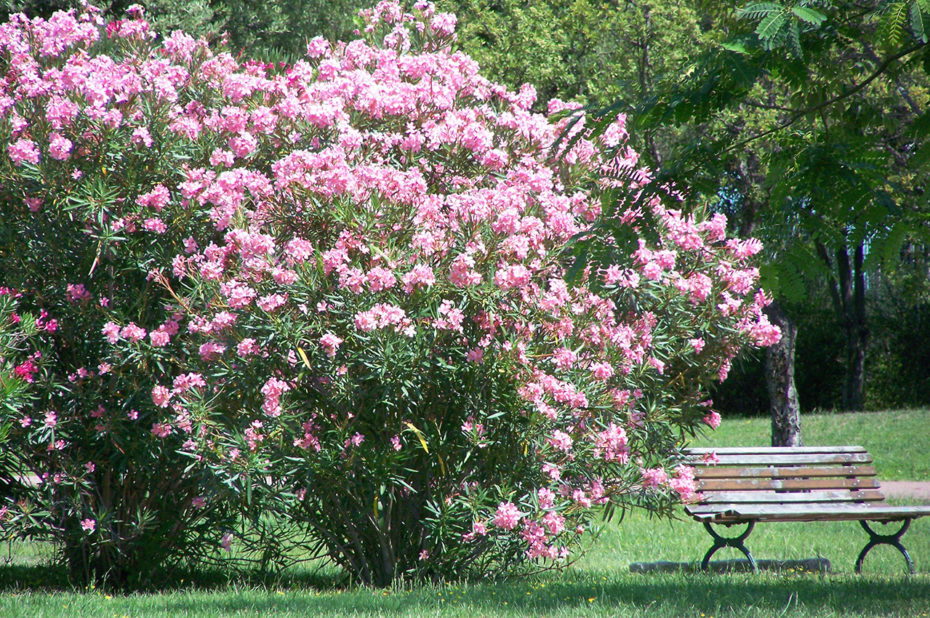 Se reposer sur un banc près d'un arbre fleuri
