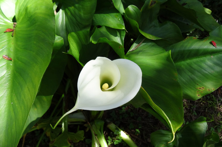 Fleur de l'arum sous le soleil de la Réunion