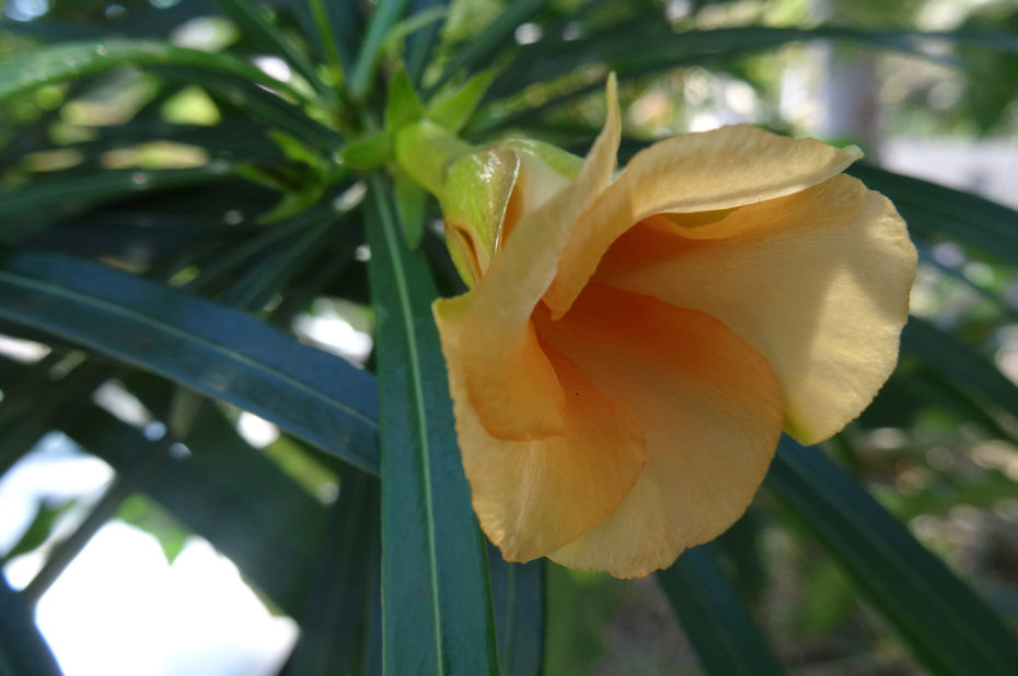 Belle fleur jaune orangé