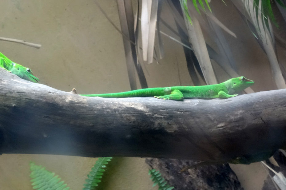 Un gecko vert