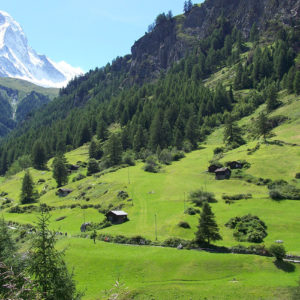 Alpages verdoyants dans la vallée de Zermatt