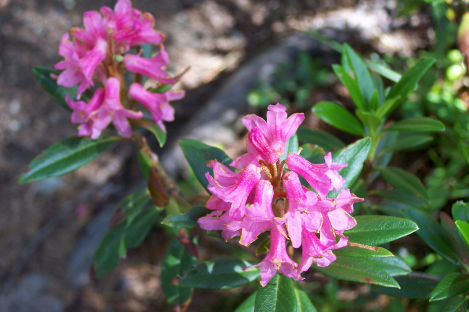 Rhododendron ferrugineum ou laurier-rose des Alpes