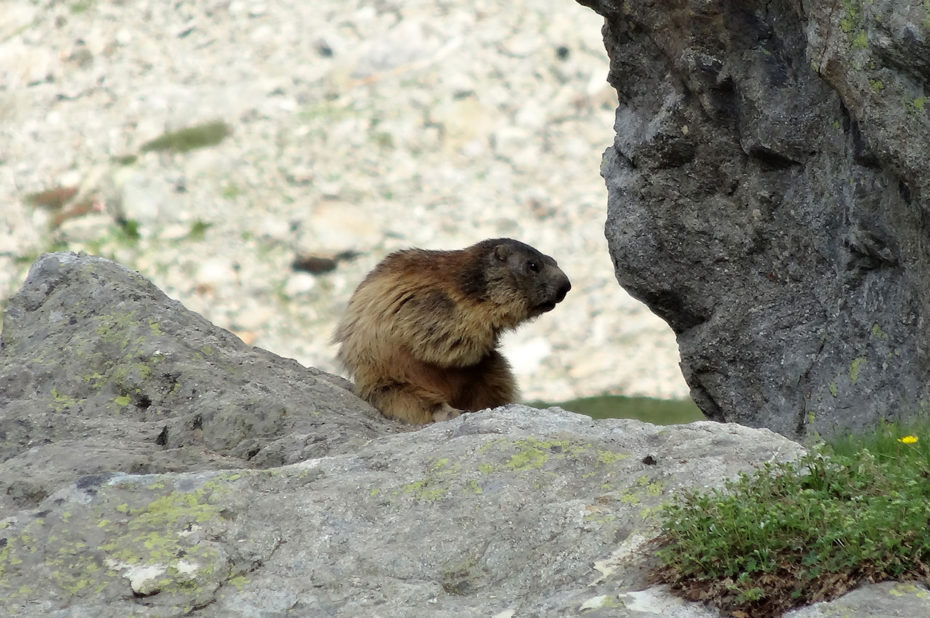 Marmotte sur un rocher