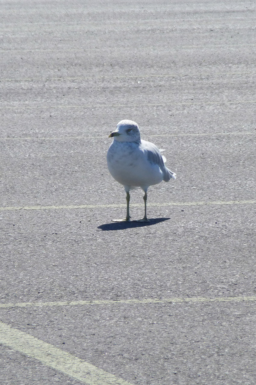 Une mouette au Fort Henry