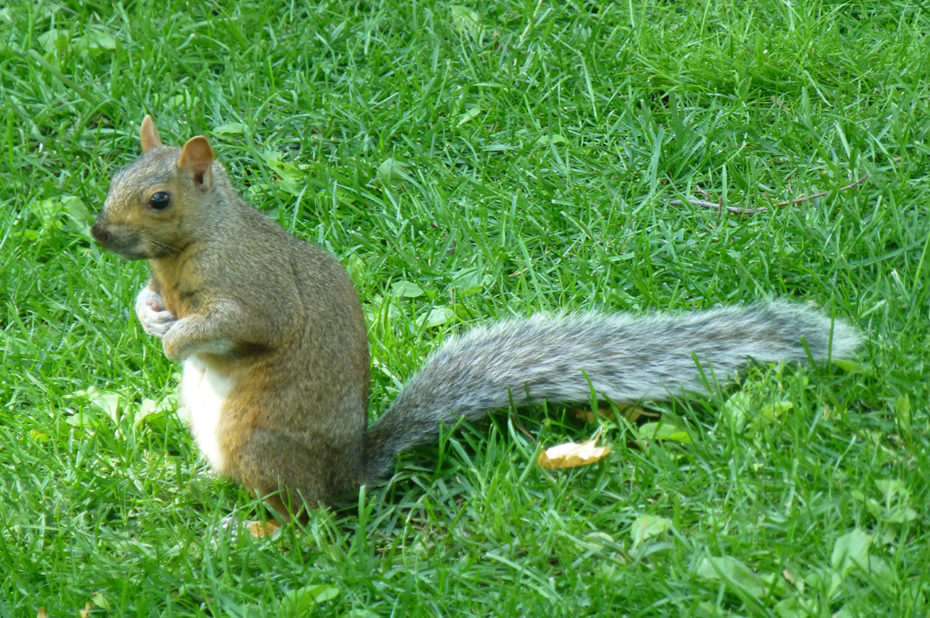 Un écureuil sur ses pattes arrière