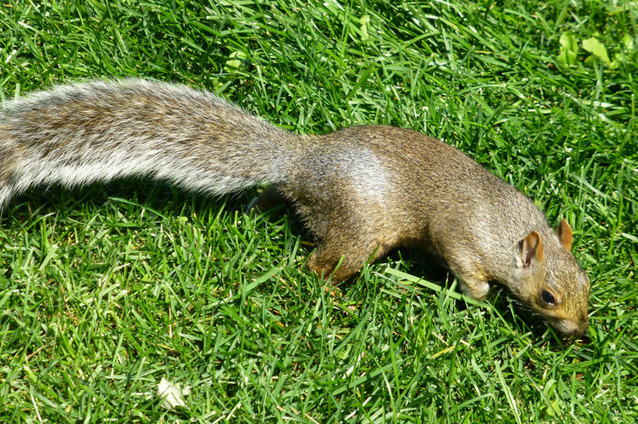 Un écureuil au square Dorchester