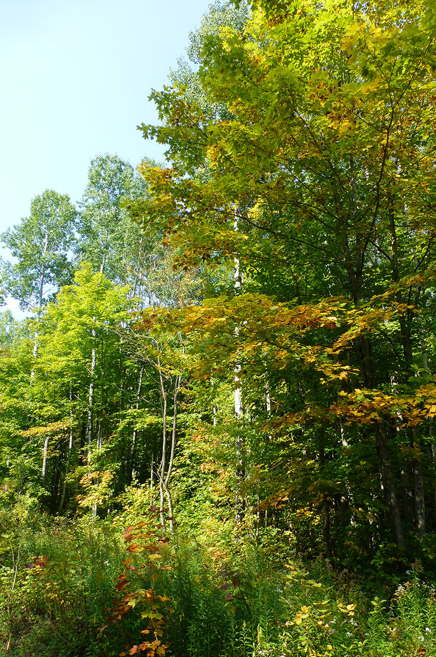 Arbres pendant la randonnée au Belvédère